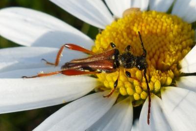 <i>Stenopterus rufus</i>