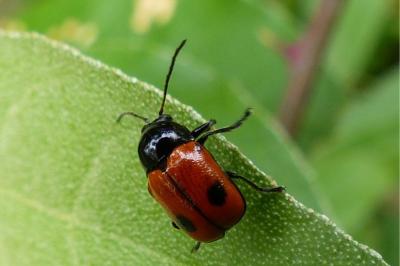 <i>Cryptocephalus bipunctatus</i>