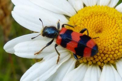 <i>Trichodes apiarius</i>