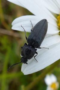 <i>Cidnopus pilosus</i>