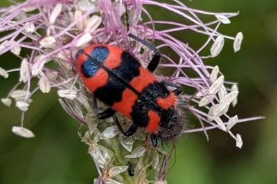 <i>Trichodes alvearius</i>