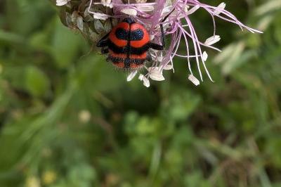 <i>Trichodes alvearius</i>