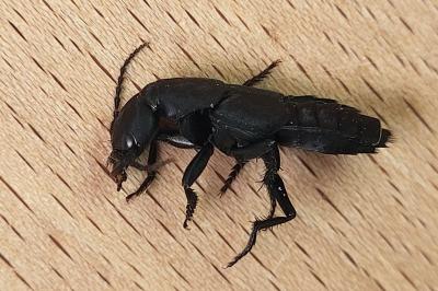 <i>Ocypus olens</i>