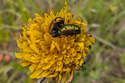 <i>Cryptocephalus</i>