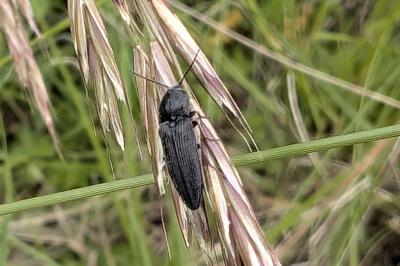 <i>Cidnopus pilosus</i>