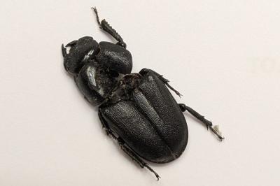 <i>Dorcus parallelipipedus</i>