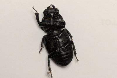 <i>Dorcus parallelipipedus</i>