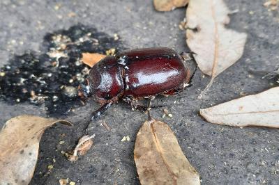 <i>Oryctes nasicornis</i>