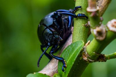 <i>Timarcha tenebricosa</i>