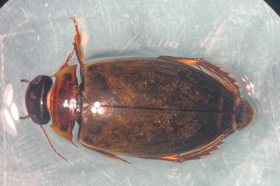 <i>Colymbetes fuscus</i>