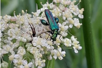 <i>Oedemera nobilis</i>