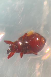 <i>Anthonomus</i>