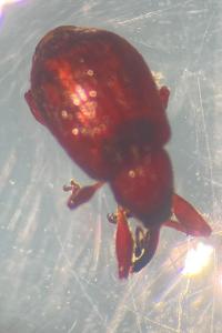 <i>Anthonomus</i>