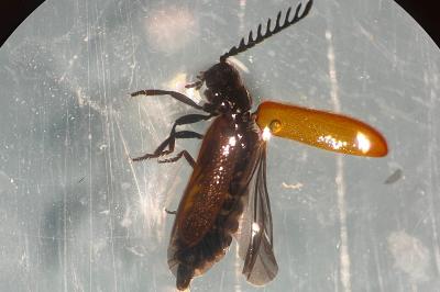 <i>Drilus flavescens</i>
