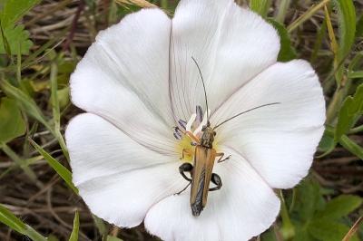 <i>Oedemera podagrariae</i>