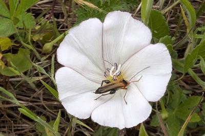 <i>Oedemera podagrariae</i>