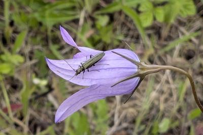 <i>Oedemera</i>