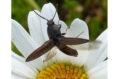 <i>Cidnopus pilosus</i>