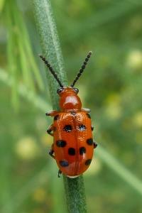 <i>Crioceris duodecimpunctata</i>