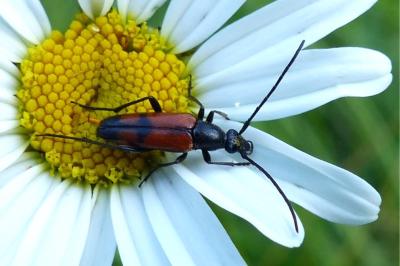 <i>Stenurella bifasciata</i>