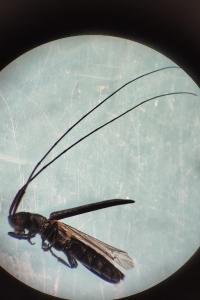 <i>Calamobius filum</i>