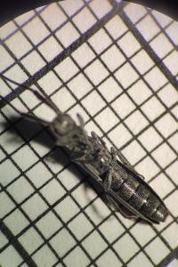 <i>Calamobius filum</i>