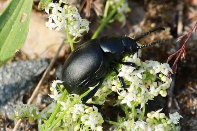 <i>Timarcha tenebricosa</i>