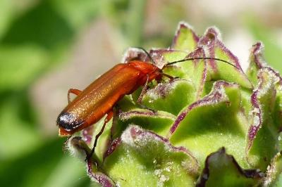 <i>Rhagonycha fulva</i>