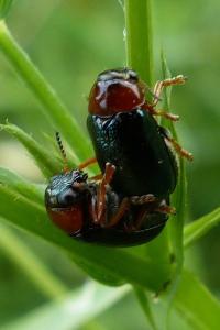 <i>Smaragdina</i>