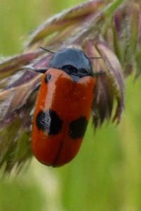 <i>Clytra laeviuscula</i>