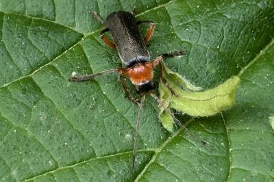 <i>Cantharis pellucida</i>