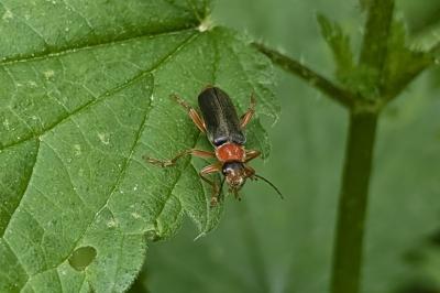 <i>Cantharis pellucida</i>