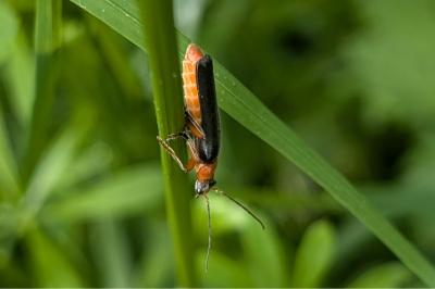 <i>Cantharis pellucida</i>