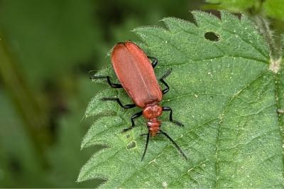 <i>Pyrochroa serraticornis</i>