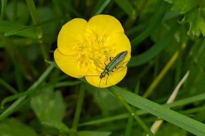 <i>Oedemera nobilis</i>