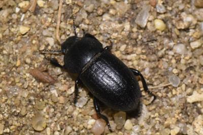 <i>Phylan abbreviatus</i>