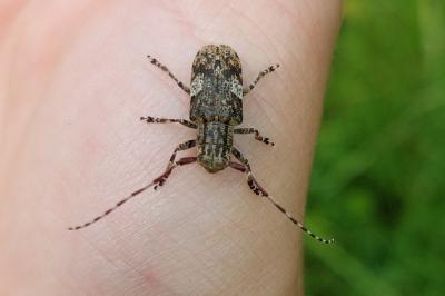 <i>Mesosa nebulosa</i>