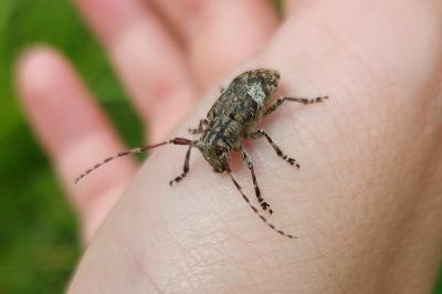 <i>Mesosa nebulosa</i>