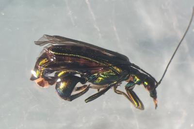 <i>Oedemera nobilis</i>