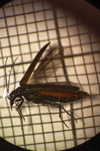 <i>Oedemera nobilis</i>