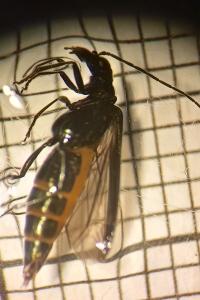 <i>Oedemera nobilis</i>