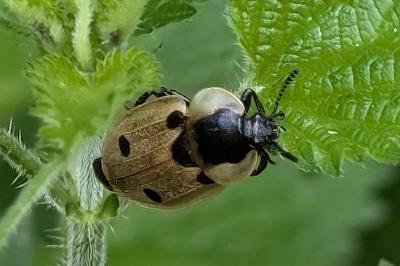 <i>Dendroxena quadrimaculata</i>