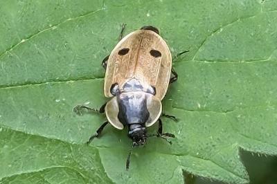 <i>Dendroxena quadrimaculata</i>