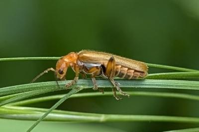 <i>Cantharis</i>