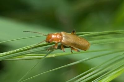 <i>Cantharis</i>