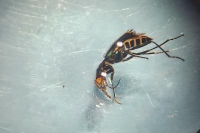<i>Clanoptilus elegans</i>