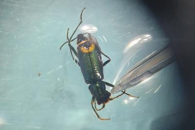 <i>Clanoptilus elegans</i>