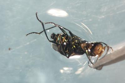 <i>Clanoptilus elegans</i>