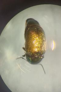 <i>Cryptocephalus hypochaeridis</i>