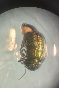 <i>Cryptocephalus hypochaeridis</i>